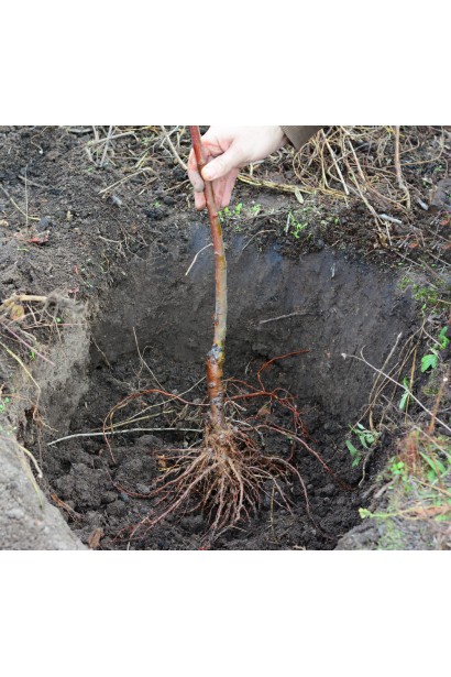 Посадка яблуня Байя Мариса в лунку